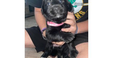 2 Pyrador puppies for sale