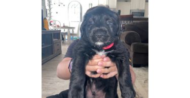 2 Pyrador puppies for sale