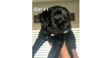 2 Pyrador puppies for sale