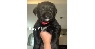 2 Pyrador puppies for sale