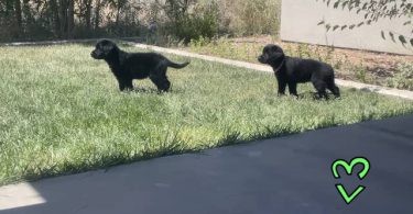2 Pyrador puppies for sale