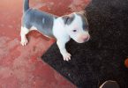 3 Pit Bull Puppies for Adoption