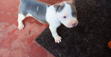 3 Pit Bull Puppies for Adoption
