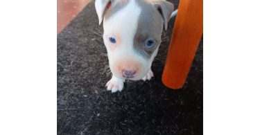 3 Pit Bull Puppies for Adoption