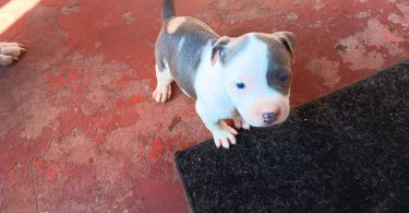 3 Pit Bull Puppies for Adoption