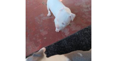 3 Pit Bull Puppies for Adoption