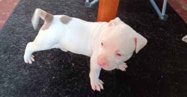 3 Pit Bull Puppies for Adoption