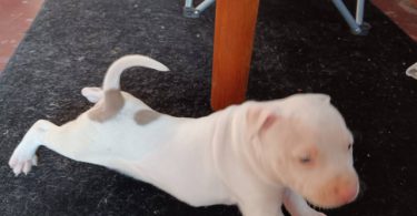 3 Pit Bull Puppies for Adoption