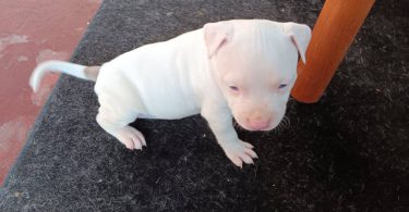 3 Pit Bull Puppies for Adoption