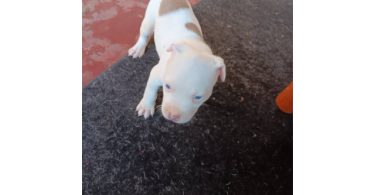 3 Pit Bull Puppies for Adoption