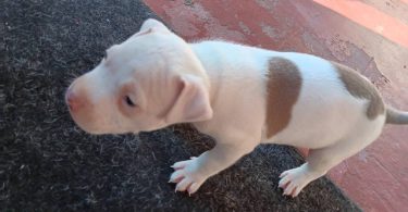 3 Pit Bull Puppies for Adoption