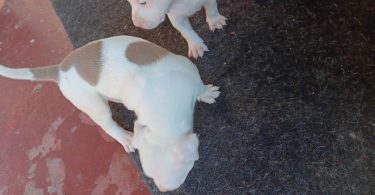 3 Pit Bull Puppies for Adoption