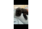 3 puppies available for sale