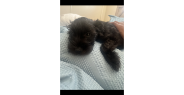 3 puppies available for sale