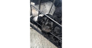 3 puppies available for sale