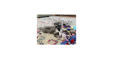 3 puppies available for sale