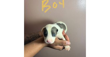 3 boys and 5 girls
