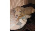 3 Red nose pitbull puppies for rehoming