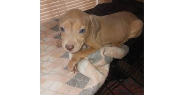 3 Red nose pitbull puppies for rehoming