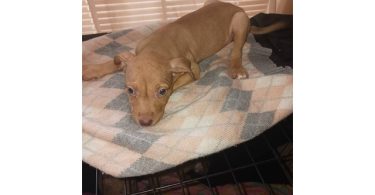 3 Red nose pitbull puppies for rehoming