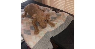 3 Red nose pitbull puppies for rehoming