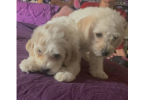 2 Hypoallergenic Schnoodle puppies