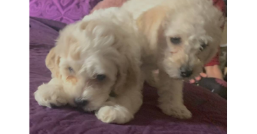 2 Hypoallergenic Schnoodle puppies
