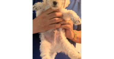 2 Hypoallergenic Schnoodle puppies