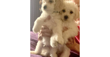 2 Hypoallergenic Schnoodle puppies