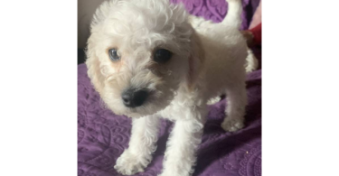2 Hypoallergenic Schnoodle puppies