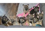 Purebred German Shepherd puppies