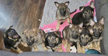 Purebred German Shepherd puppies