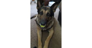 Purebred German Shepherd puppies
