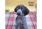 German Shorthaired Pointers
