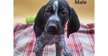 German Shorthaired Pointers