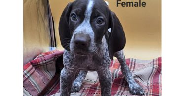 German Shorthaired Pointers