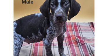 German Shorthaired Pointers