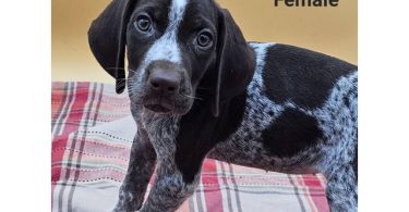 German Shorthaired Pointers