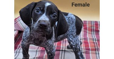 German Shorthaired Pointers