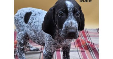 German Shorthaired Pointers