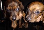 2 male Dachshund puppies for sale