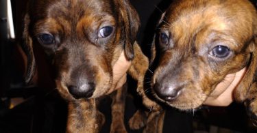 2 male Dachshund puppies for sale