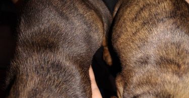 2 male Dachshund puppies for sale