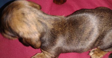 2 male Dachshund puppies for sale