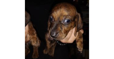 2 male Dachshund puppies for sale