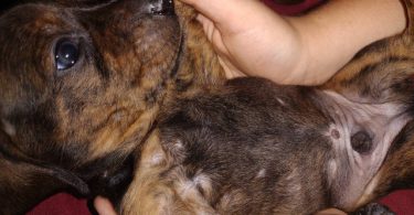 2 male Dachshund puppies for sale