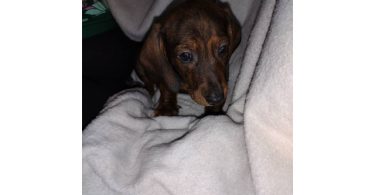 2 male Dachshund puppies for sale