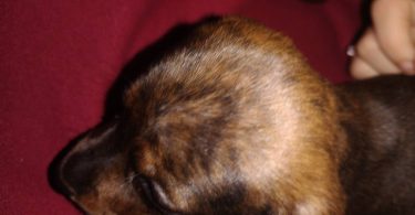 2 male Dachshund puppies for sale