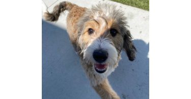 Meet Churro: My 8-Month-Old Tricolor Bernedoodle Puppy