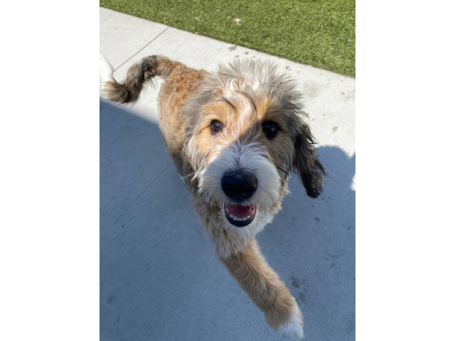 Meet Churro: My 8-Month-Old Tricolor Bernedoodle Puppy